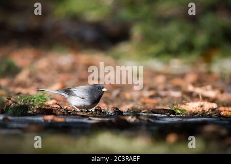 Ein dunkeläugiger Junco macht sich auf der`s Rosetta McClain Gardens in Toronto auf die Nahrungsskärche unter den gefallenen Blättern ein. Stockfoto